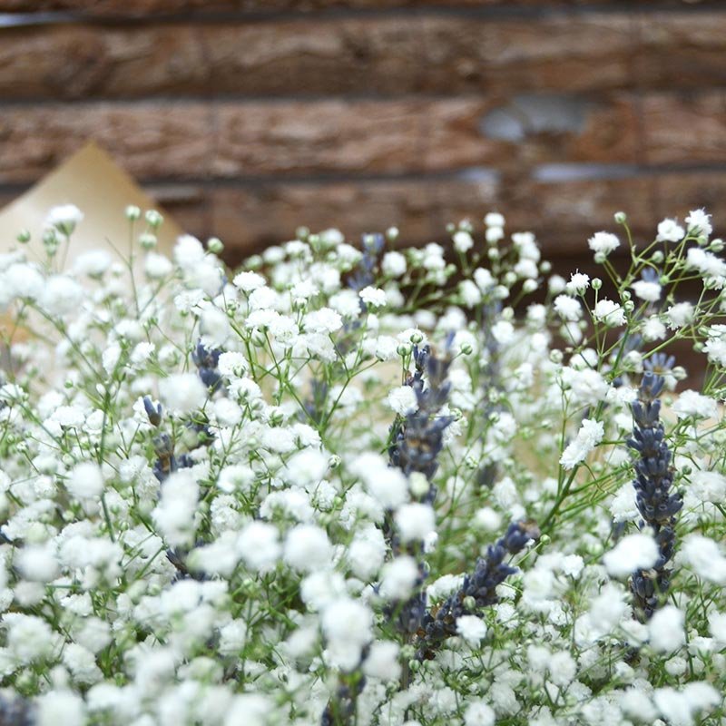 Ramillete flores secas blanco PANICULATA