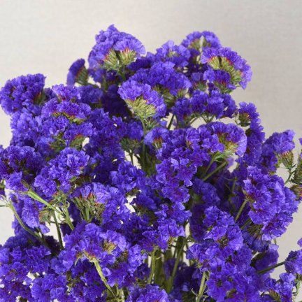 Comprar Ramos de Flores Violetas | Tienda Online Naturkenva