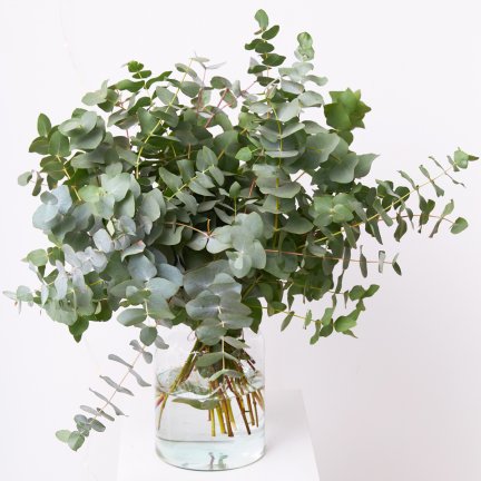 Ramo de eucalipto natural - 24,90€ : , Naturkenva | Ramos de flores para  regalar