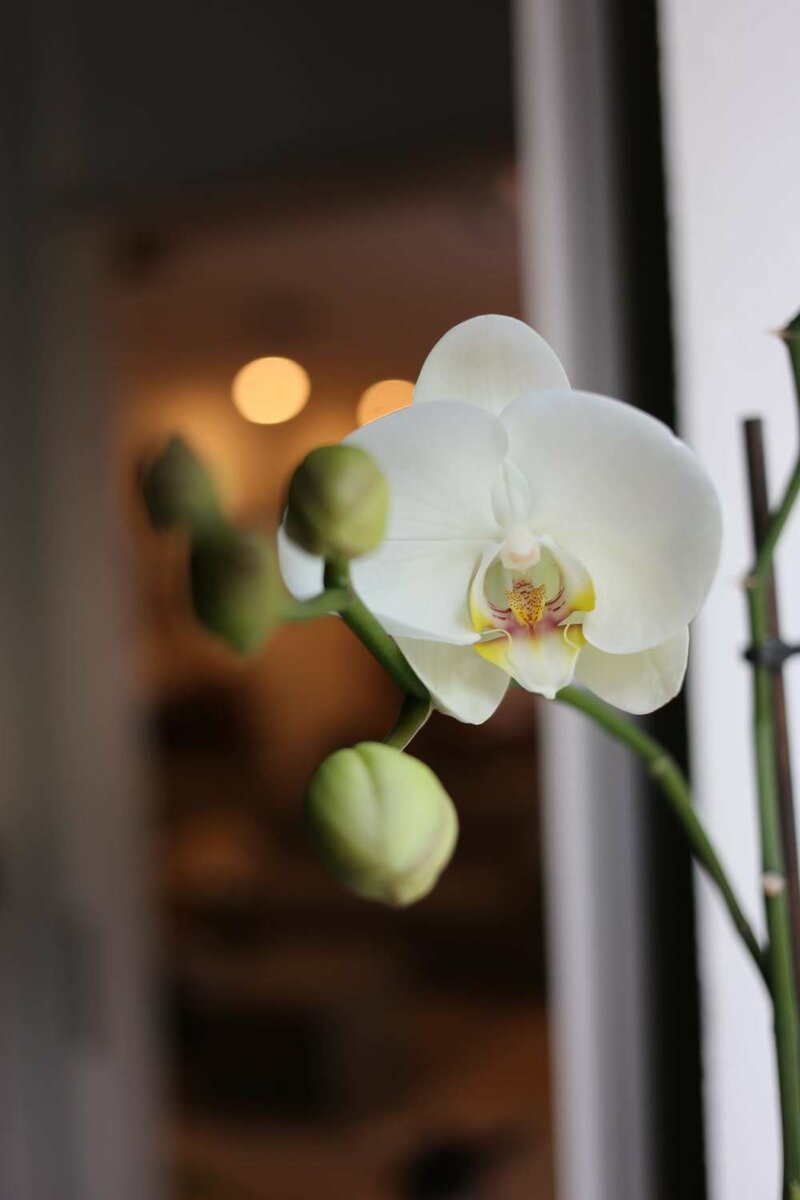 Cómo cuidar orquídeas: Cuidados y Consejos : , Naturkenva